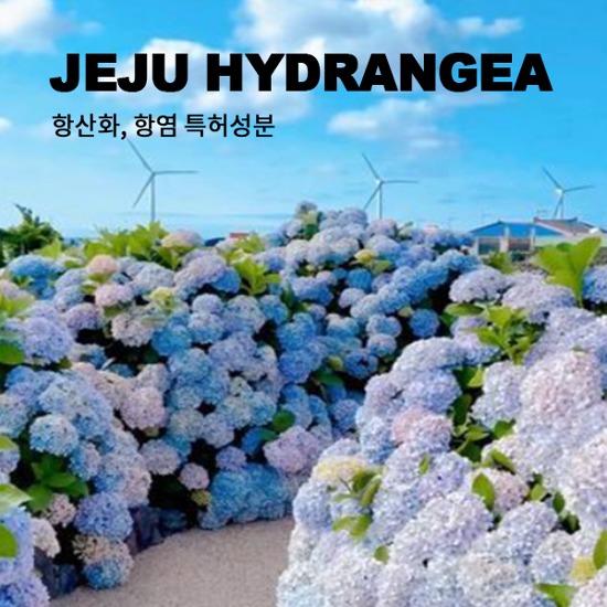 Jeju Hydrangea